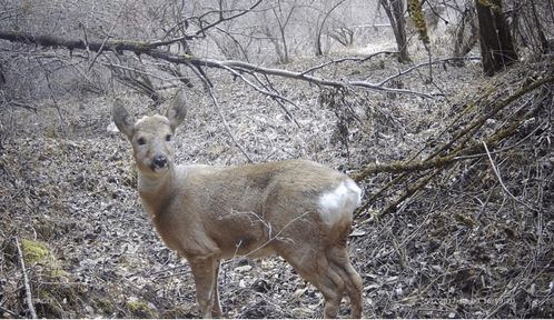 生物多樣性保護(hù)重大工程 7 建立紅外相機(jī)觀測網(wǎng)絡(luò),還原野生動物真實風(fēng)貌